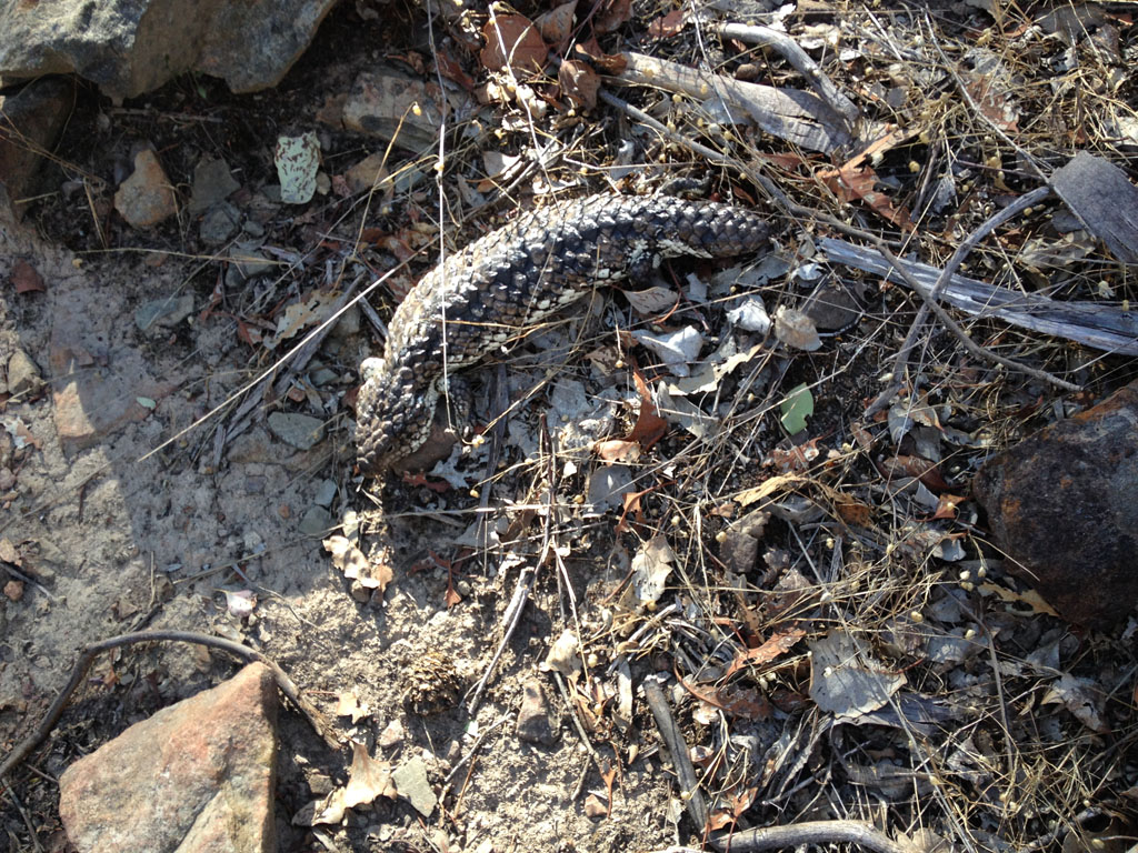 Stumpytail Lizard – Friends of Kalimna Park